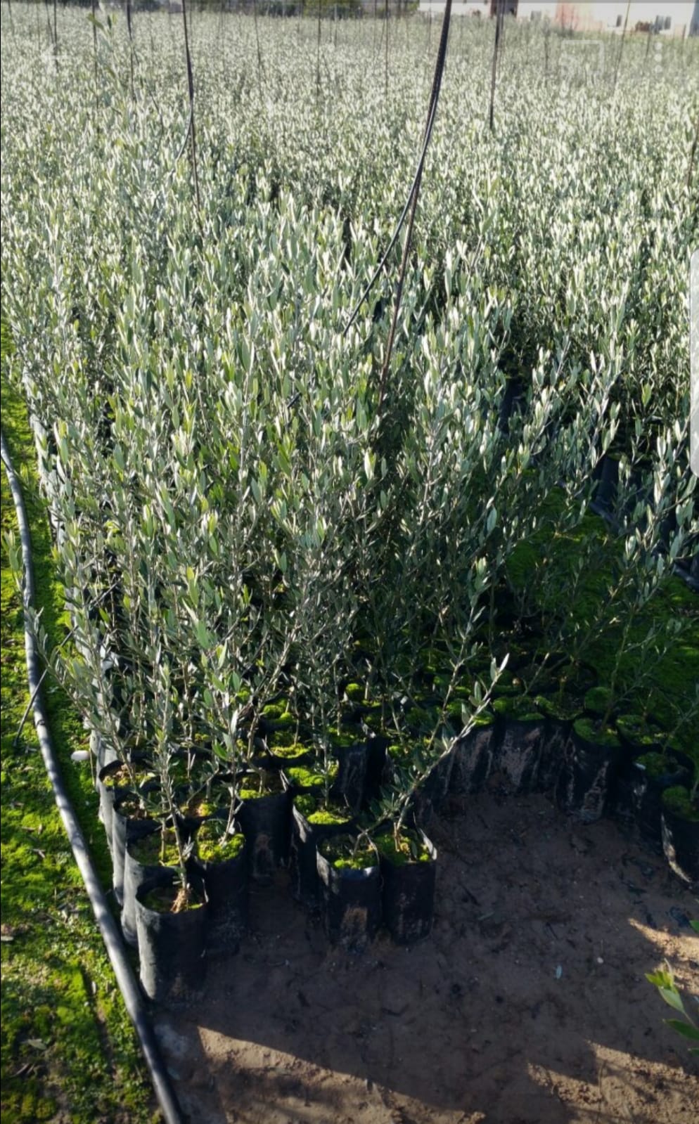 Olivo arbosana