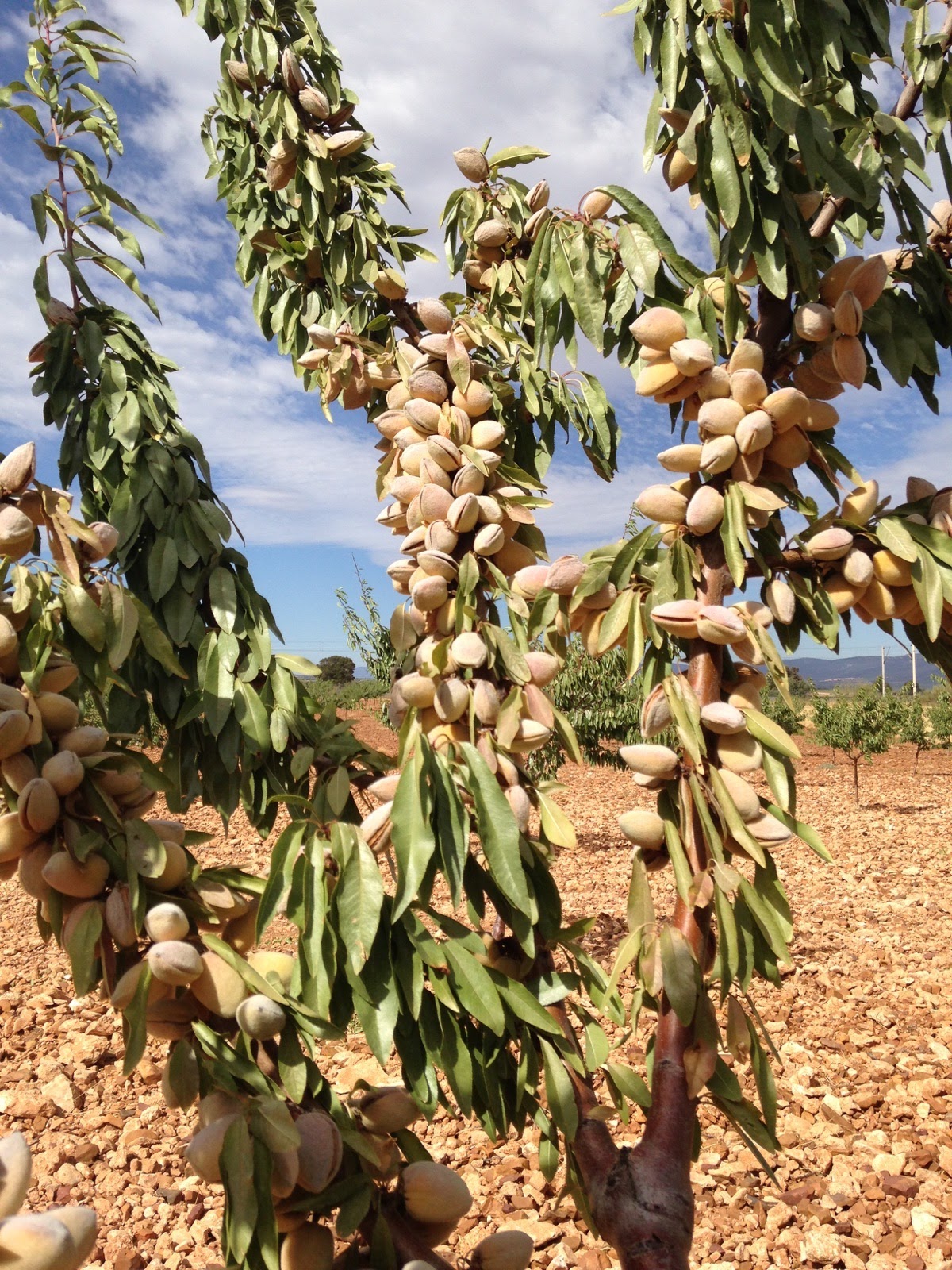 Almendro en flor